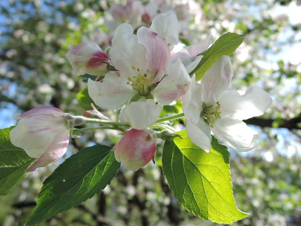 りんごの花